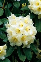 Rhododendron Griffithianum x Letty Edwards