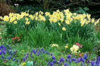 Spring border with Narcissus, Muscari armeniacum - Grape Hyacinths and Primula vulgaris - Primroses