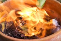 Burning rose leaves with black spot in terracotta pot