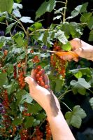 Harvesting Ribes - Redcurrant using scissors to harvest fruit