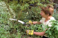 Woman pruning - cutting back an overgrown Ceanothus with a pruning saw