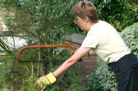 Pruning - lady using log saw to cut back overgrown Ceanothus bush