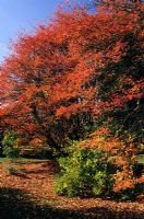 Amelanchier lamarckii in autumn at Hilliers Arboretum, Hampshire