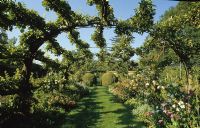 Malus - Apple Tunnel in summer at Heale House, Wiltshire