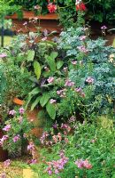 Herbs in terracotta pot including Saliva purpurascens - Purple Sage and Ruta - Rue