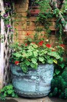 Copper tank as container for pelargoniums