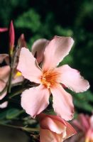 Nerium oleander - Rose Bay 