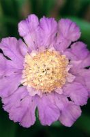 Scabiosa 'Clive Greaves'