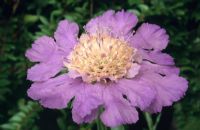 Scabiosa 'Clive Greaves'