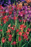 Hesperantha coccinea 'Major' with Asters