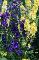 Verbascum 'Gainsborough' and 'Cotswold Queen' with Anchusa 'Loddon Royalist'