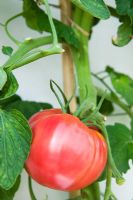 Lycopersicon esculentum - Tomato 'Rose De Berne'