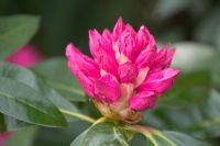 Rhododendron 'Cornish arboreum'