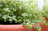 Thymus serphyllum 'Goldstream' - Thyme grown in terracotta pot