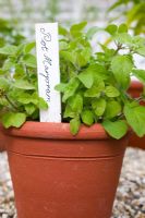 Oreganum vulgare - Pot Marjoram grown in terracotta pot