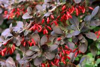 Berberis x ottawensis 'Superba'  with red autumn berries