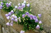 Campanula cochleariifolia 'Elizabeth Oliver' growing in wall crevice