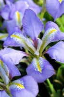 Iris stylosa 'Purple Cloud'