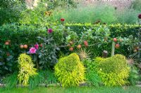 Yews Farm, Somerset. 'Step-Over' apple (Kids Orange Red) with Dahlias and Allium schubertii