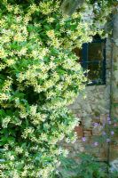 Trachelospermum jasminoides growing  house in Tuscany
