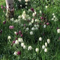 Fritillaria meleagris 'Alba' at Old Rectory Cottage, Tidmarsh Pangbourne