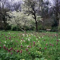 Fritillaria meleagris in wild flower meadow at Greystone Cottage in Oxfordshire