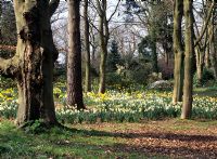 Narcissus - Daffodils naturalised in spring woodland at Little Coopers in Hampshire