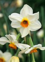 Narcissus 'Geranium' 