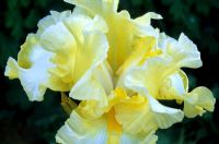 Iris 'Lemon Brocade'