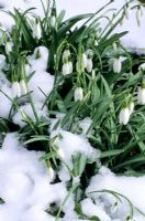 Galanthus - Snowdrops in snow
