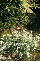 Galanthus 'Brenda Troyle' - Snowdrops beneath Pieris japonica
