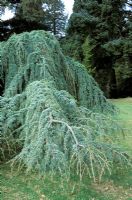 Cedrus atlantica 'Glauca Pendula' - Cedar at Bedgebury Pinetum in Kent