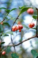 Euonymus tingens seed pods - Spindle Tree