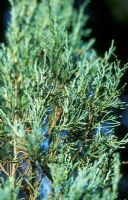 Juniperus scopulorum 'Skyrocket' - Junipers