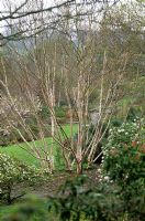 Multi-stemmed clump of Betula utilis var jacquemontii 'Grayswood Ghost' at The Garden House