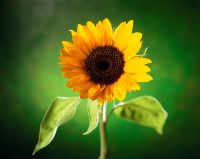 Helianthus - Sunflower against a green background