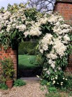 Clematis Armandii on arch at Greystone Cottage, Oxfordshire.