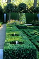 Buxus - Box Parterre with fountains and avenue of lollipop clipped bays
