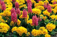 Spring bedding display with Hyacinth 'Jan Bos' and pansy crescendo yellow