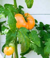 Lycopersicon esculentum - Tomato 'Dr Wyches Yellow'