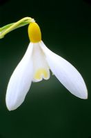 Galanthus nivalis 'Sandersii' - Snowdrop