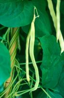 Phaseolus vulgaris - Climbing French Bean 'Kingston Gold'