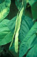 Phaseolus vulgaris - Climbing French Bean 'Hunter'