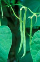 Phaseolus vulgaris - Climbing French Bean 'Sultana'