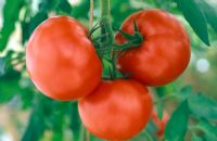 Lycopersicon esculentum - Tomato 'John Hawkins'