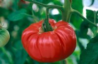 Lycopersicon esculentum - Tomato 'Brandywine'