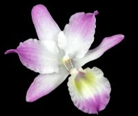 Dendrobium nobil - Orchid