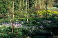 Semi-wild woodland border with Crocus and Eranthis - Aconites at Old Rectory cottage  Tidmarsh, Berkshire.