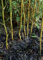 Phyllostachys aureosulcata 'Aureocaulis' - Bamboo with underplanting of Ophiopogon 'Nigrenscens'