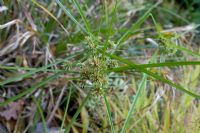 Carex vegetatus closesup of ornamental grass 